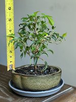 IMG_4947.jpg