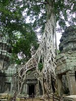 Tree_roots_and_temple,_Ta_Prohm,_Angkor,_Cambodia.jpg Tree_roots_and_temple,_Ta_Prohm,_Angkor,_Cambodia.jpg