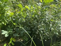 IMG_2212.jpeg