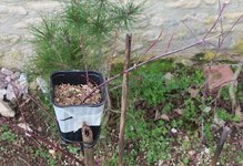 acer palmatum arakawa 2024 02 27 (5).JPG