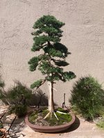 IMG_2396.jpeg