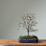 use-these-tools-and-techniques-for-your-zelkova-bonsai-775157_1024x1024.jpg use-these-tools-and-techniques-for-your-zelkova-bonsai-775157_1024x1024.jpg