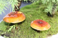 IMG_3183.JPG
