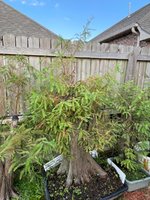 IMG_3406.jpeg