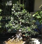 olive.jpg
