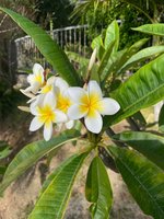flowers 24.jpg