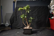 DSC_1159.jpg