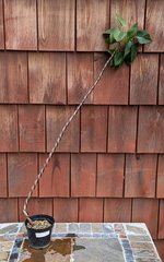 PXL_20240826_210736715~2.jpg