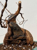 IMG_1079.jpeg