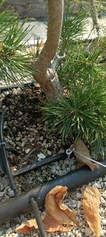 IMG_20240905_100404.jpg