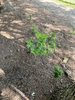 Spruce3.jpg Spruce3.jpg