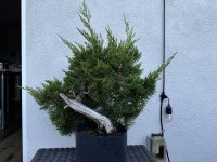 Chinensis.jpg