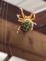 IMG_2168.jpeg
