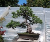 pinus pentaphylla shari 2024 05 16 (3 faceEDO).JPG pinus pentaphylla shari 2024 05 16 (3 faceEDO).JPG