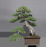 pinus pentaphylla shari 2023 08 01 (13-2).jpg pinus pentaphylla shari 2023 08 01 (13-2).jpg