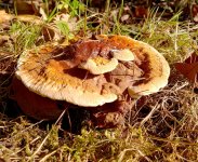 IMG_20241003_104356.jpg