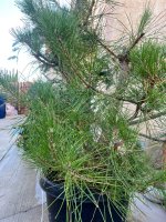 IMG_8105.jpeg