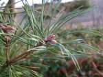 pinus_sylvestris_scots_pine_02-08-04.jpg