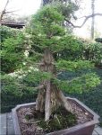 bald-cypress-bonsai-tree.jpg