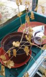 Yellow bonsai leaves.JPG