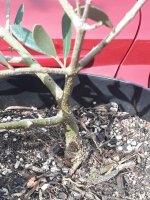 Olivetree2-1small.jpg Olivetree2-1small.jpg