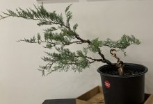 IMG_0268.jpeg