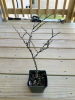 Chojubai.JPG Chojubai.JPG