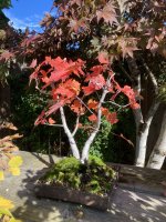 thumbnail_IMG_3294 twin trunk red maple fall 2024 2.jpg