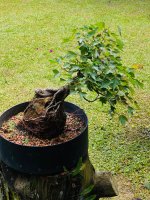 IMG_2427.jpeg