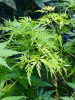 IMG_2425.jpeg