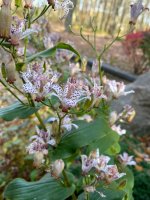 IMG_2185.jpeg