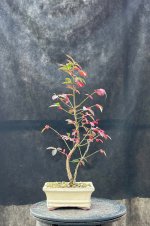 IMG_2863.jpeg