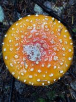 IMG_3738.jpeg