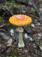 IMG_3733.jpeg