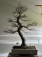 IMG_0957.jpg