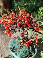 IMG_2608.jpeg