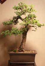 JapaneseLarch2010.jpg