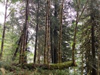 IMG_1936.jpeg