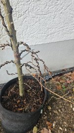 20241218_093934.jpg