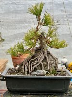 IMG_2277.jpeg IMG_2277.jpeg