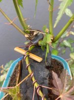 IMG_1970.jpeg