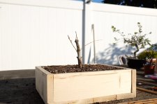 pomegranate-4-photo-7.jpg