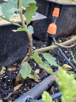 Valley Oak Wired.jpg