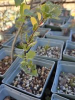 Mystery Oak 7 inches.jpg