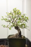 BILOBEDGREWIA-03.jpg BILOBEDGREWIA-03.jpg