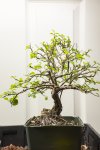 BILOBEDGREWIA-04.jpg BILOBEDGREWIA-04.jpg