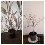 IMG_20250123_193050-COLLAGE.jpg
