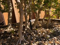 Boxwood grove trunks 1 copy.jpg