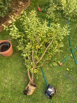 IMG_2178.jpeg IMG_2178.jpeg