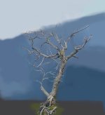 IMG_2096.jpeg